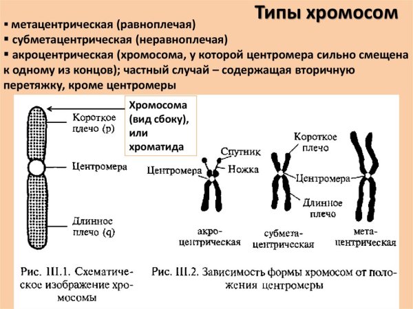 Строение и форма хромосом