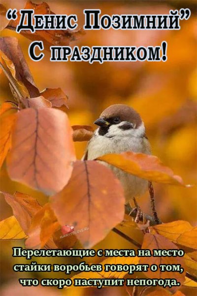 Денис Позимний 16 октября картинки