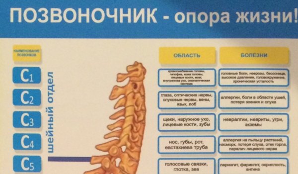 Позвоночник и болезни внутренних органов