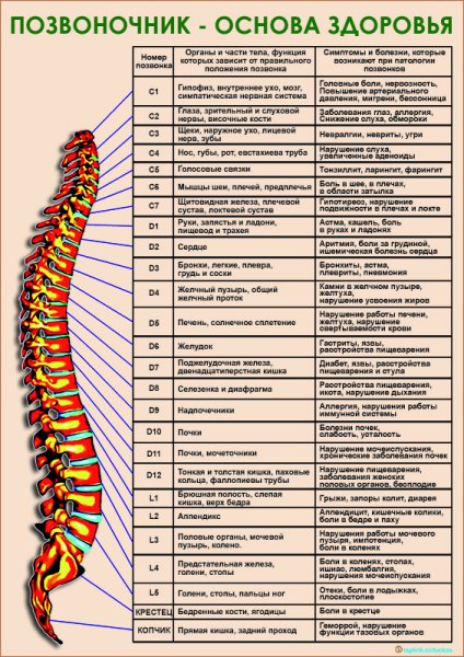 Позвоночник основа здоровья