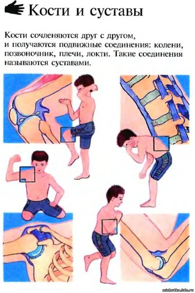 Кости и суставы