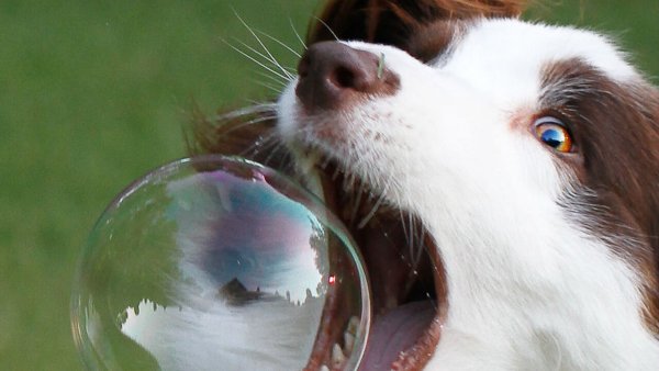 Собака с пузырем