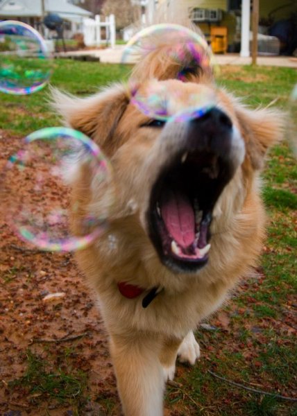 День раздавленных пузырей открытки