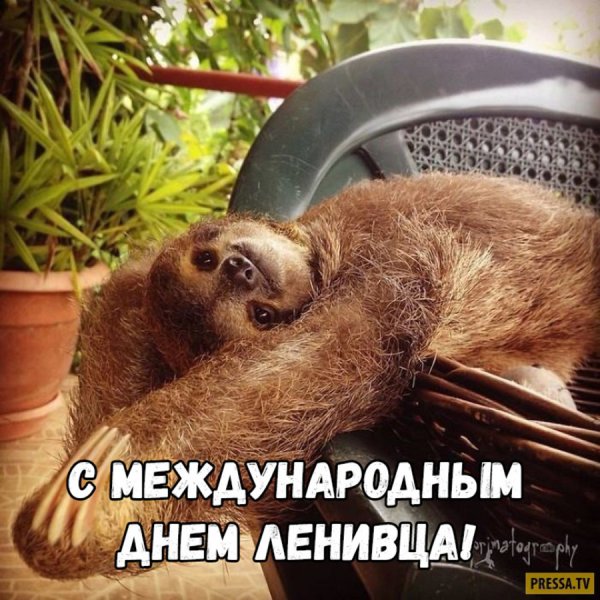 С днем ленивца открытка