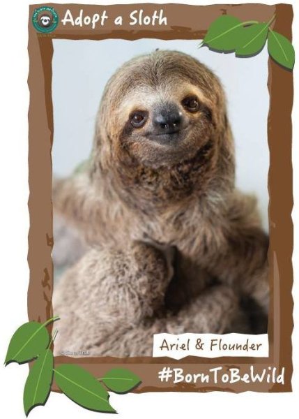 Международный день ленивца открытки