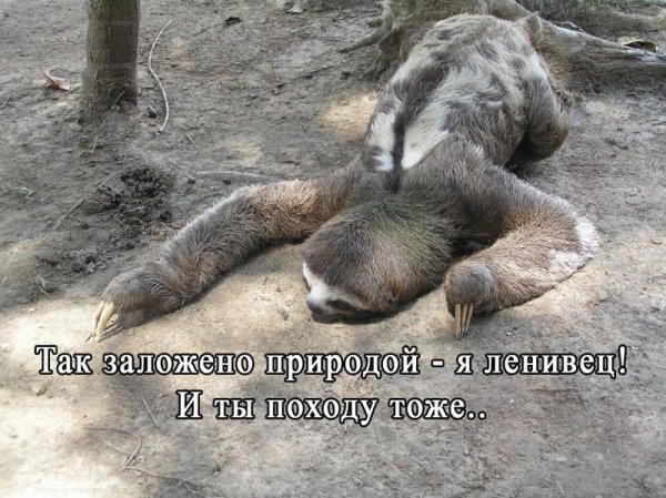 Ленивец прикольные картинки с надписями