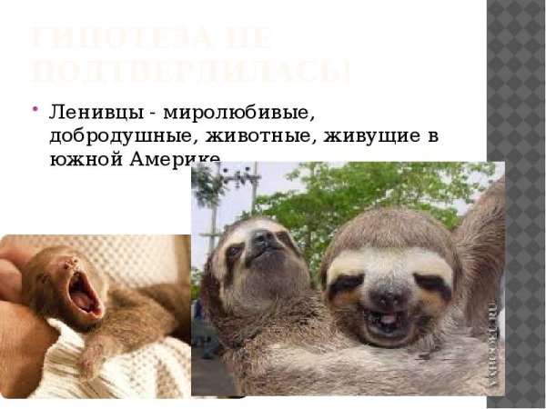 Ленивец классификация вида