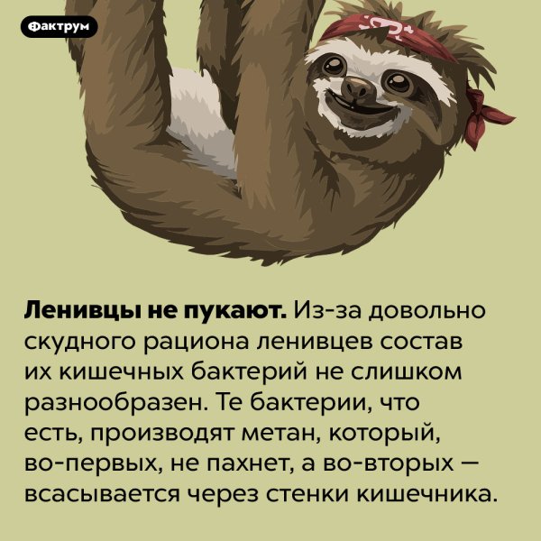 Факты о ленивцах