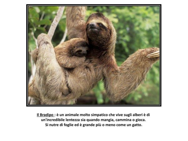 Самое медлительное млекопитающее