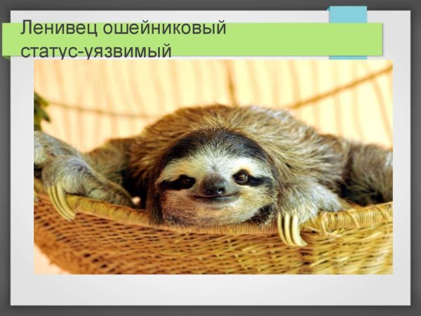 Лень Ленивец