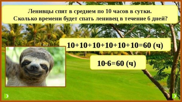 Сколько спят ленивцы в день