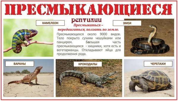 Пресмыкающиеся плакат