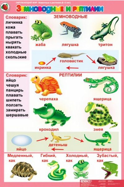 Земноводные для дошкольников