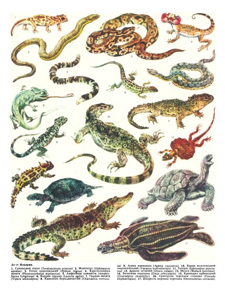 Пресмыкающиеся названия