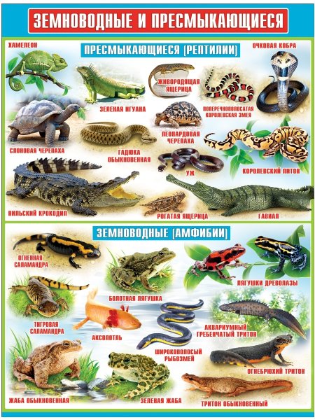 Земноводные и пресмыкающиеся