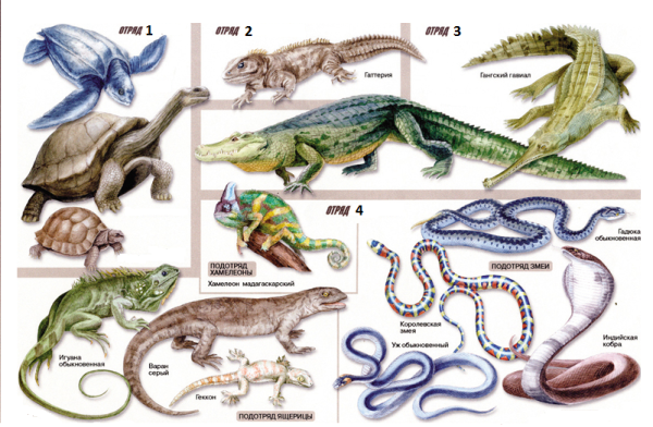 Земноводные рептилии и пресмыкающиеся