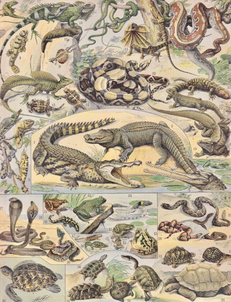 Эжен Грассе nouveau Larousse illustre