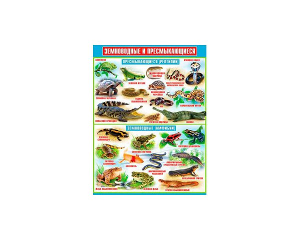 Плакат земноводные и пресмыкающиеся