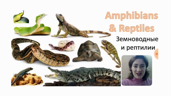 Рептилии для детей