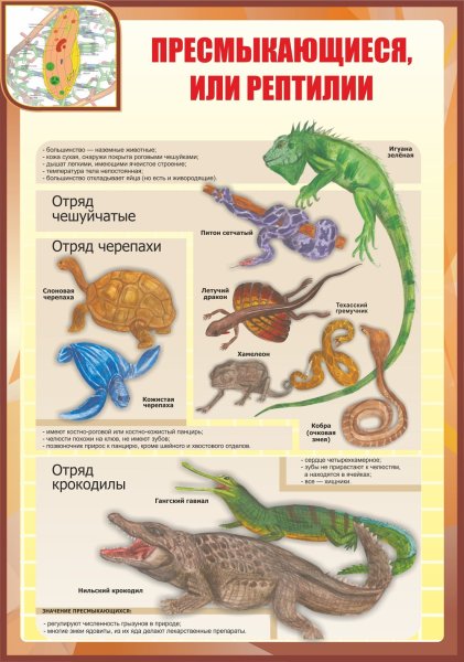 Названия пресмыкающихся животных