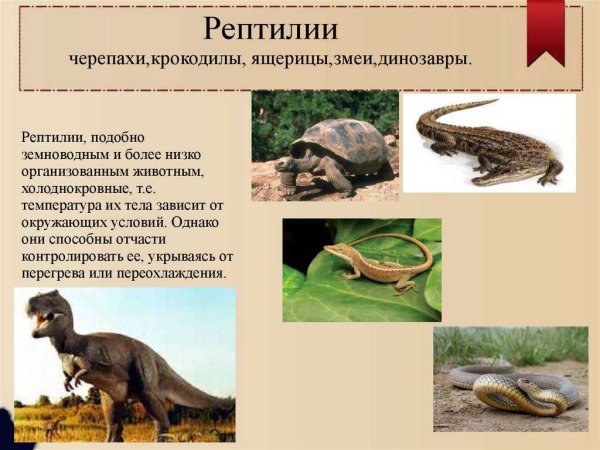 Представители группы пресмыкающиеся