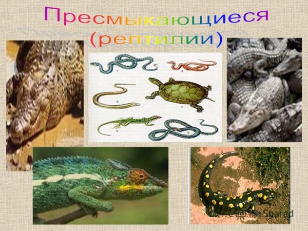Рептилии это земноводные или пресмыкающиеся