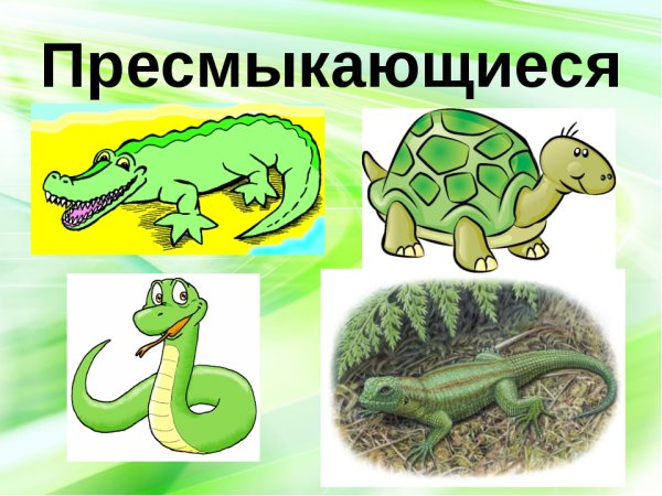 Пресмыкающиеся для детей