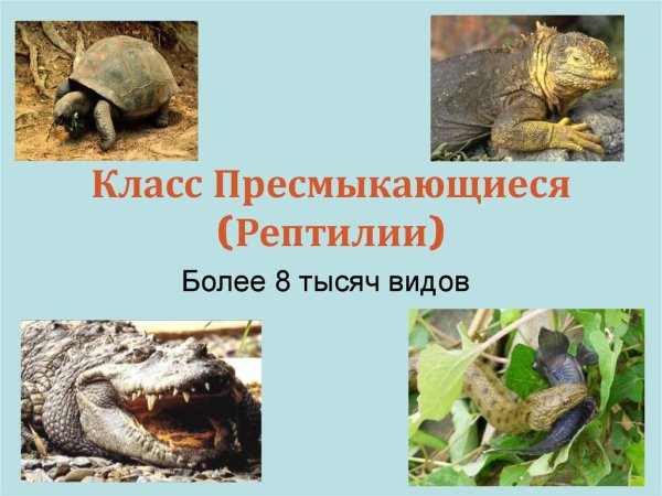 Класс рептилии