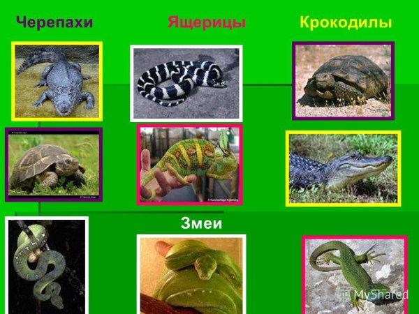 Пресмыкающиеся названия