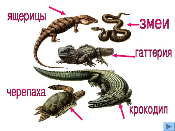 Пресмыкающиеся или рептилии 7 класс