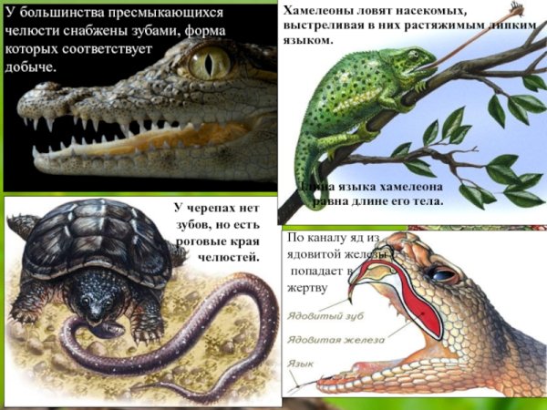 Строение зубов пресмыкающихся