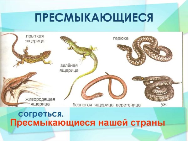 Список пресмыкающихся животных