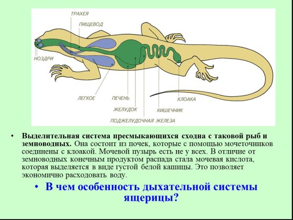 Строение пресмыкающихся пищеварение