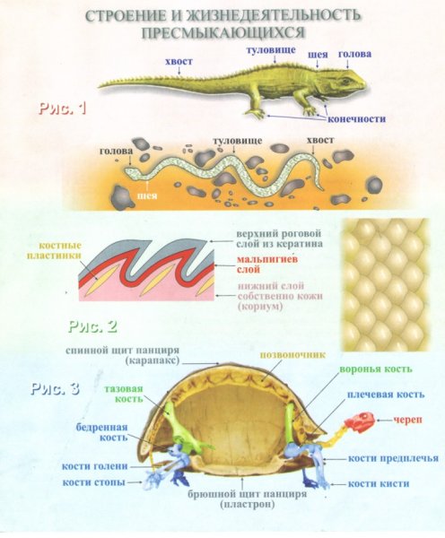 Строение кожных покровов пресмыкающихся