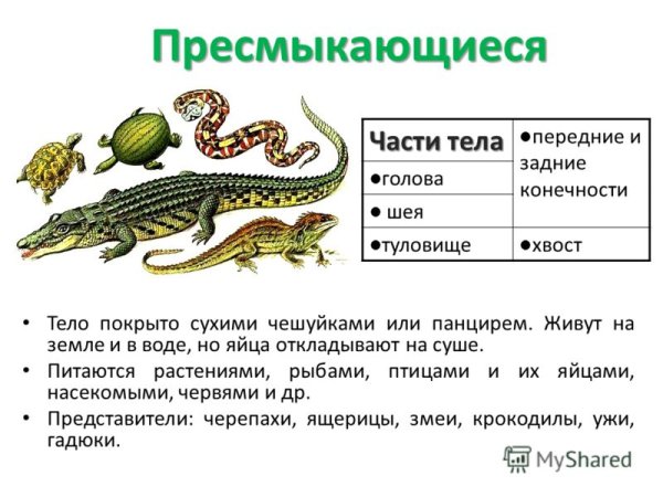 Тело пресмыкающихся покрыто