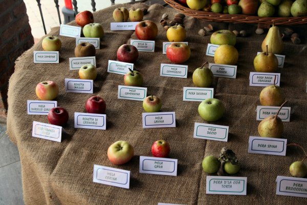 Яблоки для производство сидра