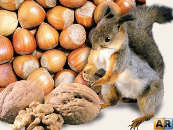 Белочка с орешками хлебным Спасом