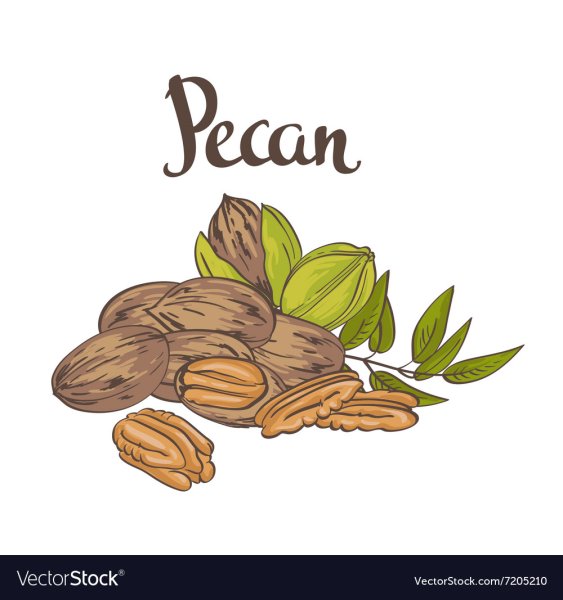 Орехи пекан вектор иллюстрация