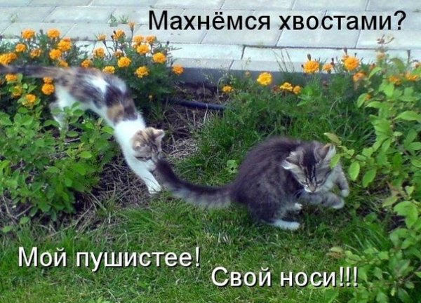 День удался прикол