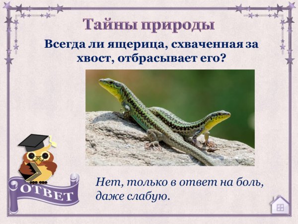 Загадка про ящерку
