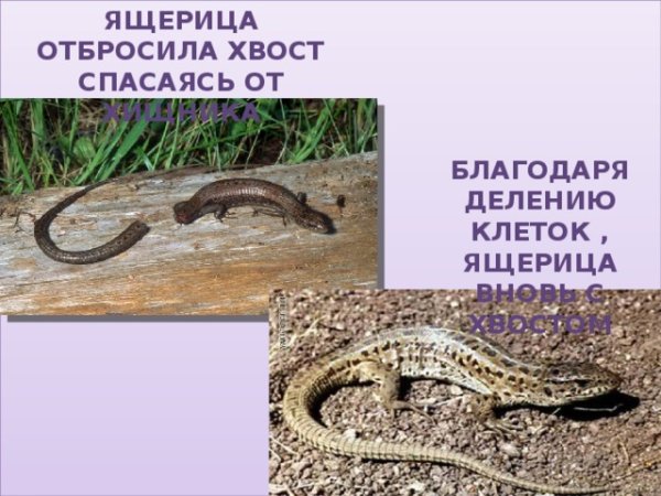 Ящерица спаслась, отбросив хвост