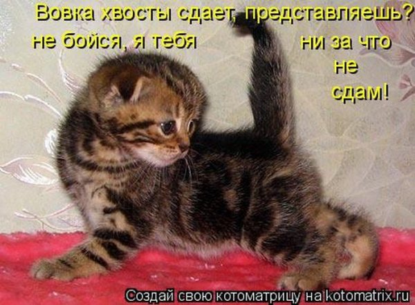 Котомания с надписями