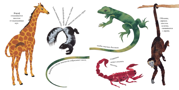 Хвосты разных животных