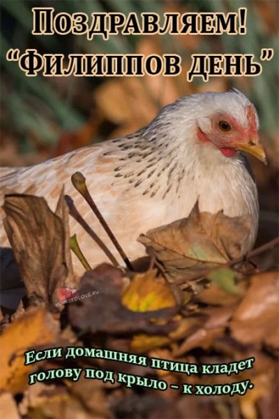 Филиппова канитель 24 октября