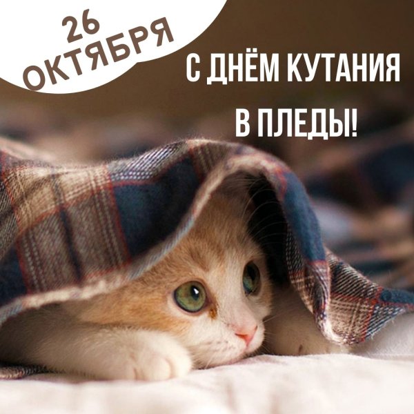 День кутания в пледы