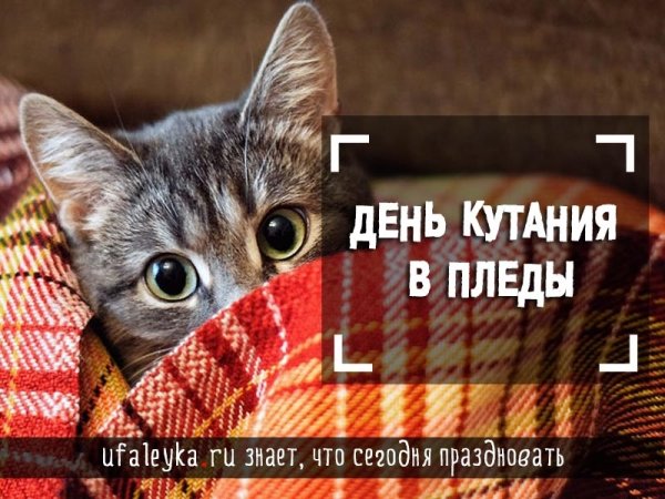 День кутания в пледы 26 октября открытки