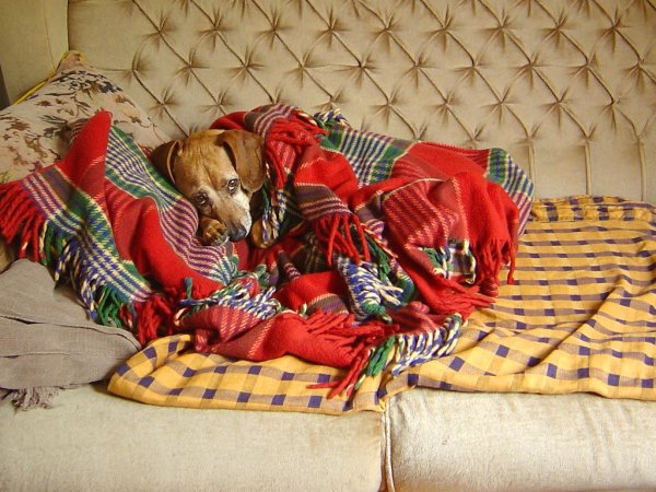 День кутания в пледы 26 октября