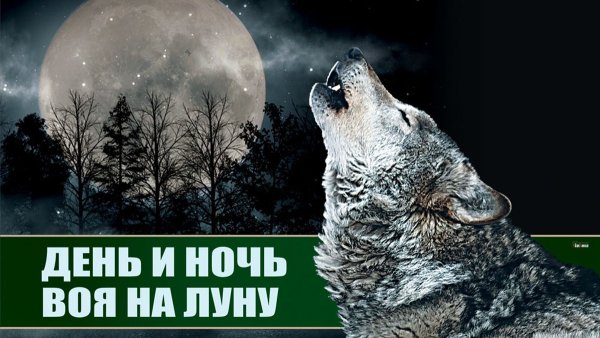 Ночь воя на луну
