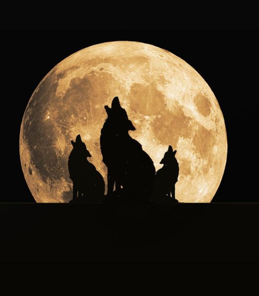 Стая Волков Луна