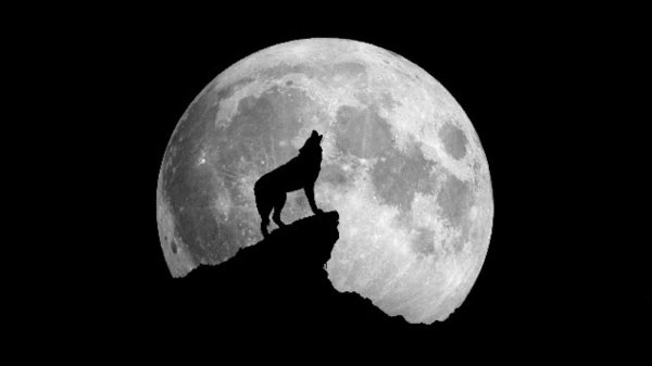 Волк воет на луну